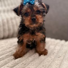 Boy 2 - Black and tan male Yorkshire Terrier puppy in Salem, Oregon from PNW Dynasty Poms