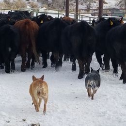 Australian Cattle Dogs from Wiser Australian Cattle Dogs