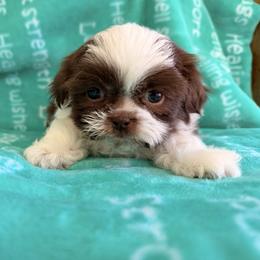 Boy1 - Liver and white male Shih Tzu puppy in Peoria, Arizona from Jodi’s Shihtzus