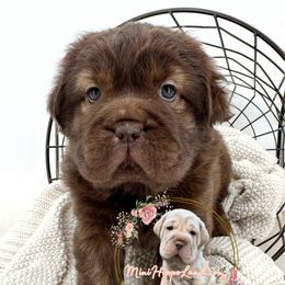 Jenny - Brindle female Companion Cross puppy in Hugo, Oklahoma from Mini Hippo Land