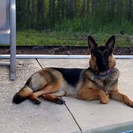 German Shepherds from Bella Blue Shepherd