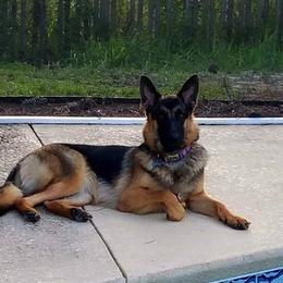 German Shepherds from Bella Blue Shepherd
