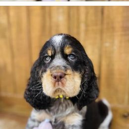 English Springer Spaniel Puppies from Aspen Park Springers