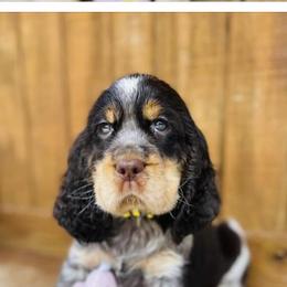English Springer Spaniel Puppies from Aspen Park Springers