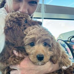 Goldendoodle and Poodle Puppies from Krispydoodle