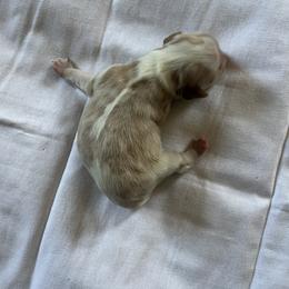 Boy1 - Blenheim male Cavalier King Charles Spaniel puppy in Danville, Pennsylvania from RoaringCreek