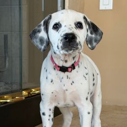 Lady - White and black female Dalmatian puppy in Lake Mathews, California from Bully Market