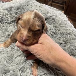 Boy 3 - Red merle male Australian Shepherd puppy in Drumore, Pennsylvania from Susquehannock Aussies