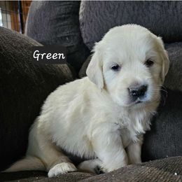 Boy 3 - Light golden Golden Retriever puppy in Stevens Point, Wisconsin from Doodles at Dewey Acres