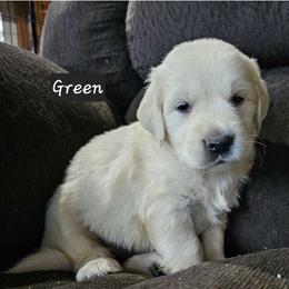 Boy 3 - Light golden Golden Retriever puppy in Stevens Point, Wisconsin from Doodles at Dewey Acres