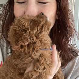 Maltipoo Puppies from Puppyzenn