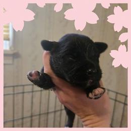 Girl 3 - Black tri-color female Australian Shepherd puppy in Lubbock, Texas from Texas Bluebonnet Herders