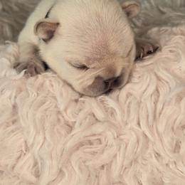 French Bulldog Puppies from Diamond Dreams French Bulldogs