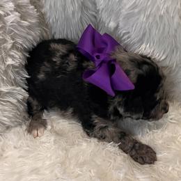Miss Purple - Blue merle female Aussiedoodle puppy in Taylor, Missouri from Pawsitively Doodles