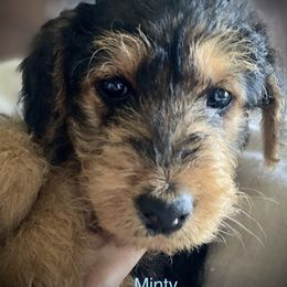 Airedale Terrier Puppies from Mar Vista