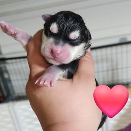 Siberian Husky Puppies from Spirit of the Moon Siberians