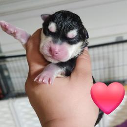 Siberian Husky Puppies from Spirit of the Moon Siberians