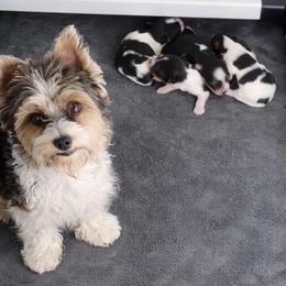 Biewer Terrier Puppies from Dunes Pups
