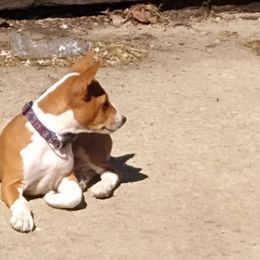 Basenji Puppies from WayCon kennels