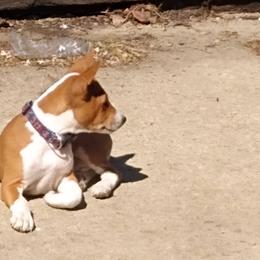 Basenji Puppies from WayCon kennels