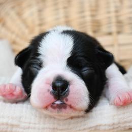 Romeo - Black and white male Boston Terrier puppy in Plymouth, New Hampshire from Punk Kennels