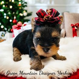 Donner - Black and tan male Yorkshire Terrier puppy in Newport Center, Vermont from Green Mountain Designer Yorkies