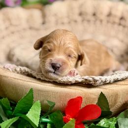 Abalone - Apricot female Goldendoodle puppy in Haltom City, Texas from Ohana Doodles