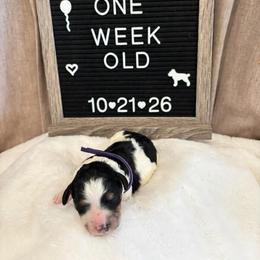 Ethel - Black and white female Bernedoodle puppy in Sparrows Point, Maryland from Rosie’s Puppies