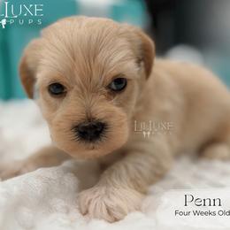 Penn - Gold male Shorkie puppy in Scottsdale, Arizona from Lil Luxe Pups