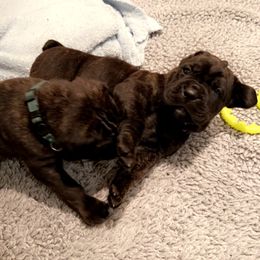 Cane Corso Puppies from Rock Creek Cane Corso