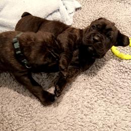 Cane Corso Puppies from Rock Creek Cane Corso