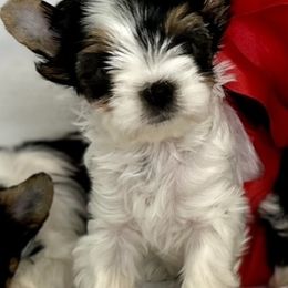 Biewer Terrier Puppies from Bouquet Biewers