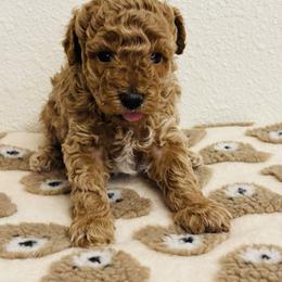 Cavapoo, Cockapoo, Goldendoodle, and Maltipoo Puppies from Perdue Puppies