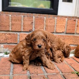 Boy 1 - Red male Cavapoo puppy in Mc Donough, Georgia from GeorgiaCavapoos