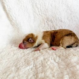Caramel - Red merle and white female American Corgi puppy in Pahrump, Nevada from Desert Sunset Corgis