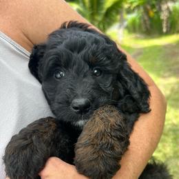 Amarillo - Black female Goldendoodle puppy in Willits, California from Big Island Goldendoodles