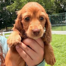 Selena - Red female Dachshund puppy in Southwest Ranches, Florida from Breezy Florida Dachshunds