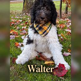 Walter - Merle male Bernedoodle puppy in Julian, Pennsylvania from Happy Valley Doodles