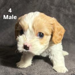 Cavalier King Charles Spaniel and Miniature Schnauzer Puppies from Lennox Thompson
