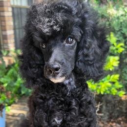 Red - Black male Poodle puppy in Lakeland, Florida from Anna-Ash Poodles