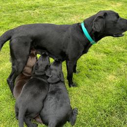 Labrador Retriever Puppies from Mayfield Farm