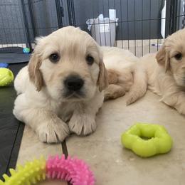 Golden Retriever Puppies from Rebel Retrievers