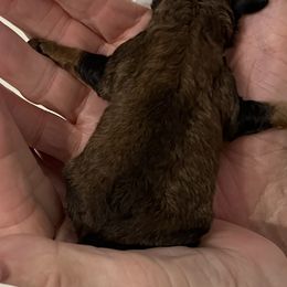 Poodle Puppies from Pearson's Poodles