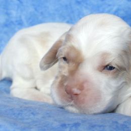 Cocker Spaniels from Sweet Pups