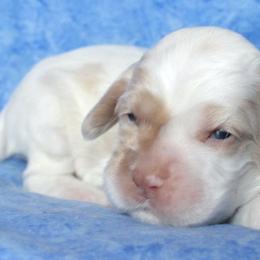 Cocker Spaniels from Sweet Pups