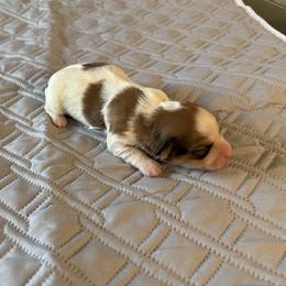 Rayne - Red sable female Havanese puppy in Hudson, New York from Havanese of Claverack and Hudson Valley Labradors