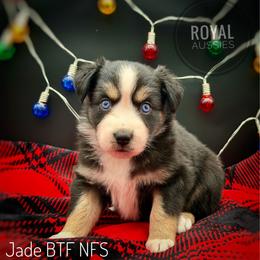 Jade - Black tri-color female Australian Shepherd puppy in Petersburg, Indiana from Royal Aussie’s