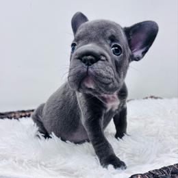 Lilo - Blue female French Bulldog puppy in Amarillo, Texas from Bomb City Bulldogs