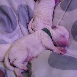 Goldendoodle Puppies from SuperDog Doodles