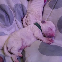 Goldendoodle Puppies from SuperDog Doodles